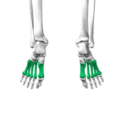 Metatarsal bones